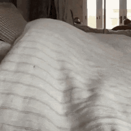 A golden retriever laying in a bed wakes up and yawns.
