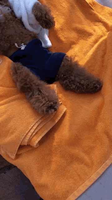 Gif of a small brown dog sitting on a chair wearing sunglasses and bathrobe with a glass of wine in hand.
