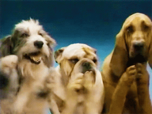 A gif of three dogs clapping.