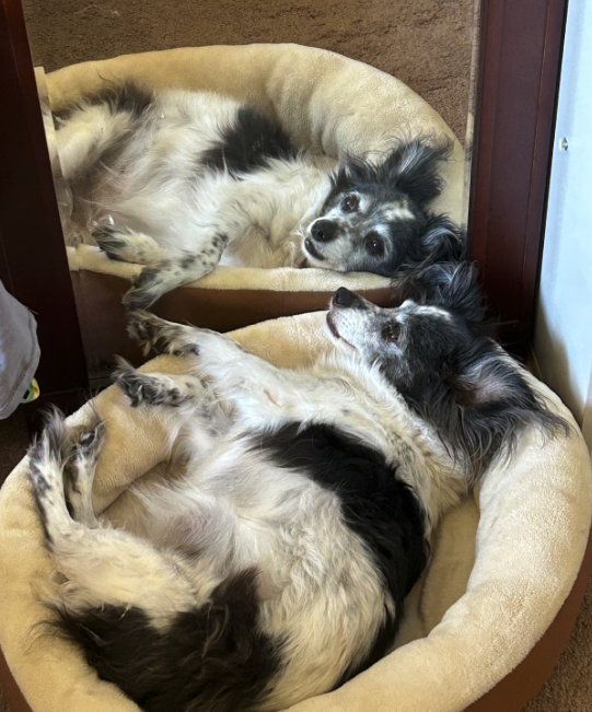 Tara's dog Jem lounging on a dog bed admiring her reflection in a mirror